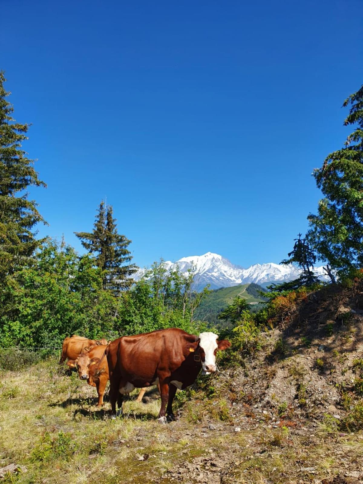 Appartement La Duchere Le Plan-La Giettaz Massif Des Aravis المظهر الخارجي الصورة